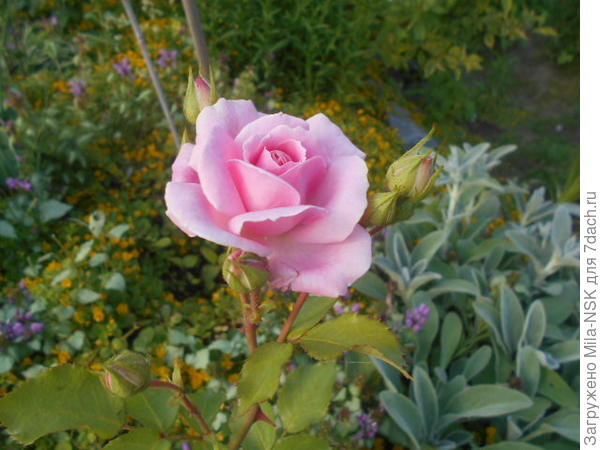 Розовая незнакомка