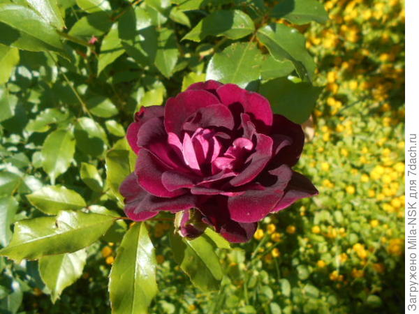 Бургунди айс