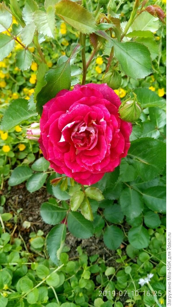 Лэт селебрешн