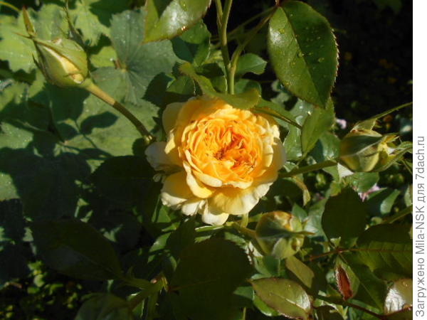 Абсолют фабулос