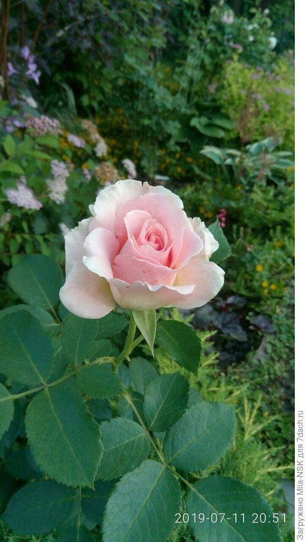 Незнакомка