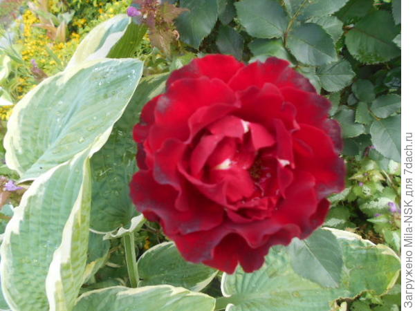 Хайнц Винклер