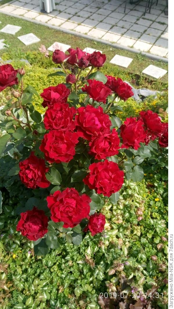 Хайнц Винклер