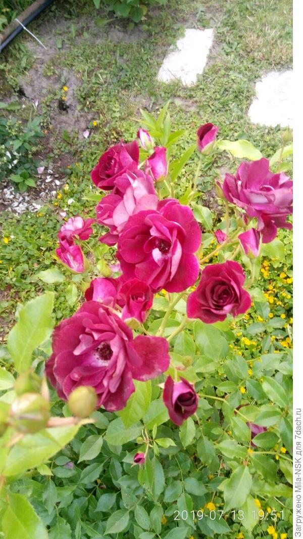 Бургунди айс. Усыпана вся цветами и бутонами. Один минус-веточки тонкие, но цветы держат