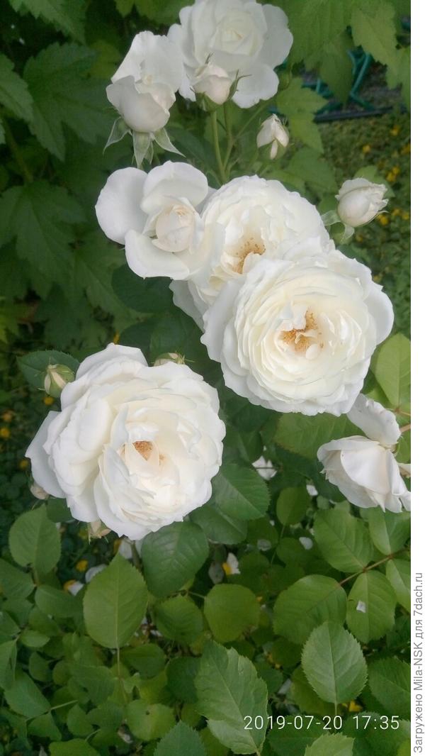 Парки. Самая "старенькая", расцвела нынче самая первая, тоже вся усыпана цветами и бутонами