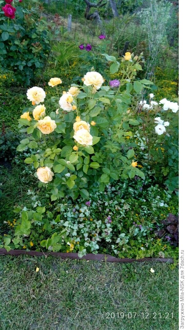 Абсолют фабулос