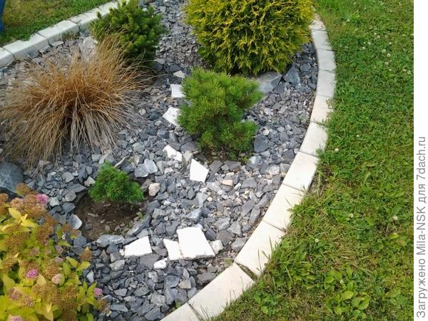 Туя и др.хвойные