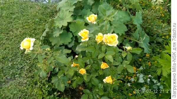 Инка, второгодочка, но нынче превзошла себя