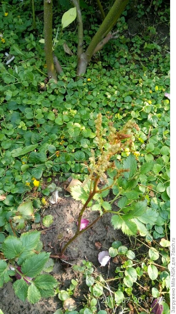 То, что осталось от бутонов