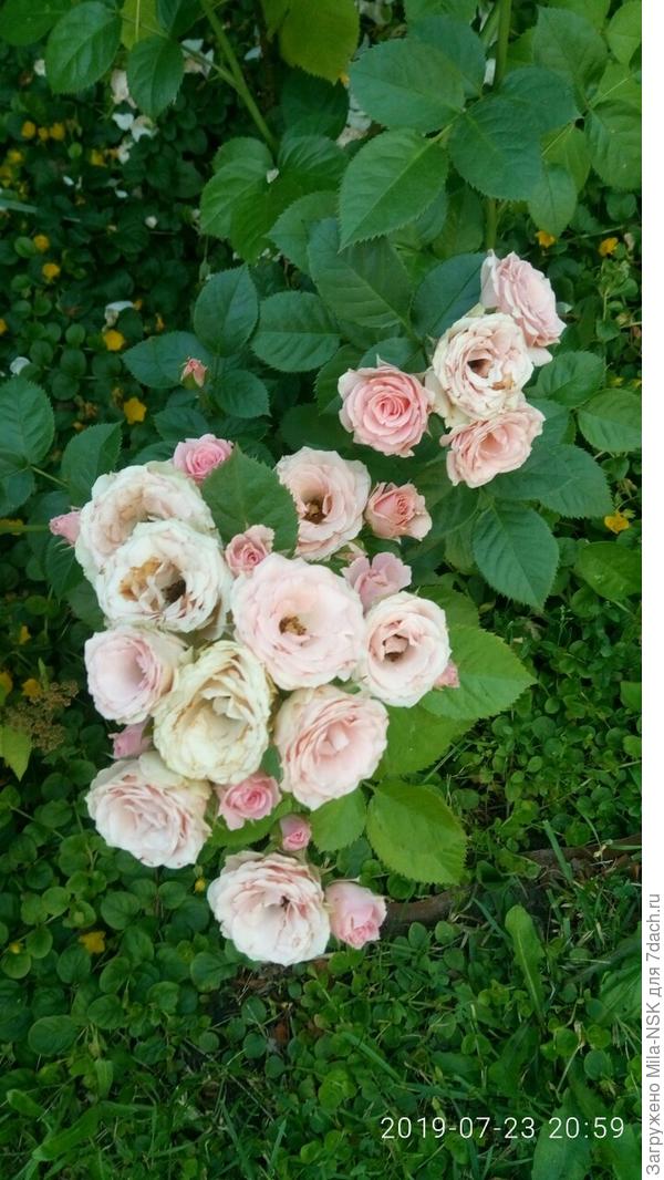 А это ее фрейлина с моим именем Lydia