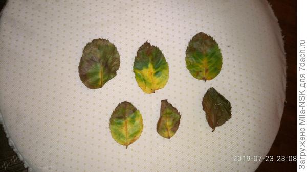 Эти собрала под розулькой с земли