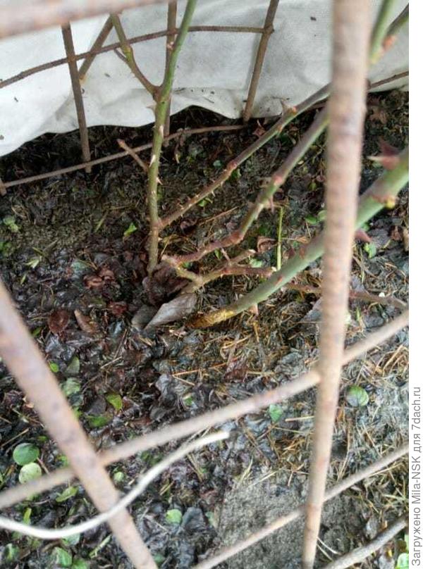 Еще одна роза под укрывашкой