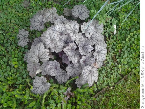 Эту тоже, наросла за 2 года (фото прошлых лет)