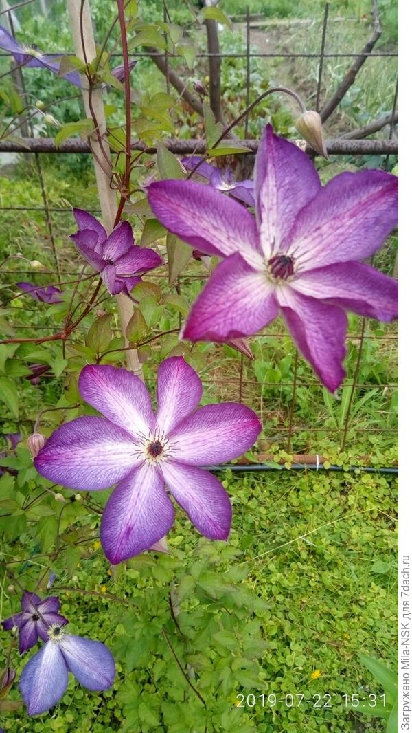 Этот "растрепыш" только нынче, наконец-то (не прошло и 4 лет), как разросся