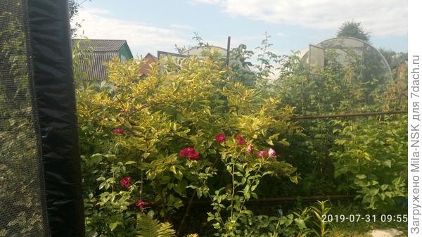 Дерен желтый