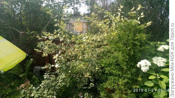 Дерен белоокаймленный