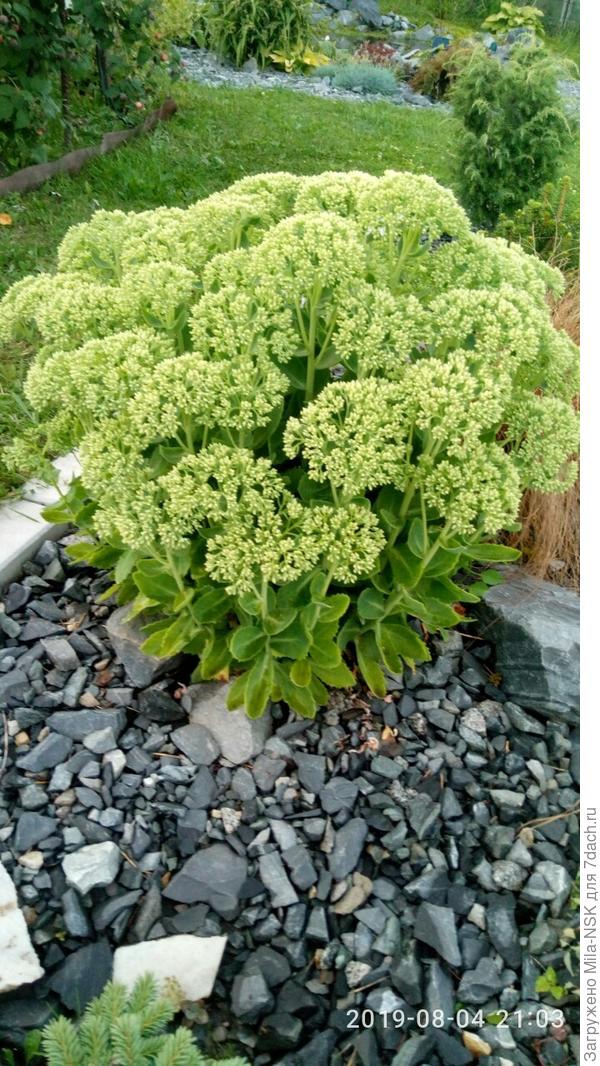 Очиток видный