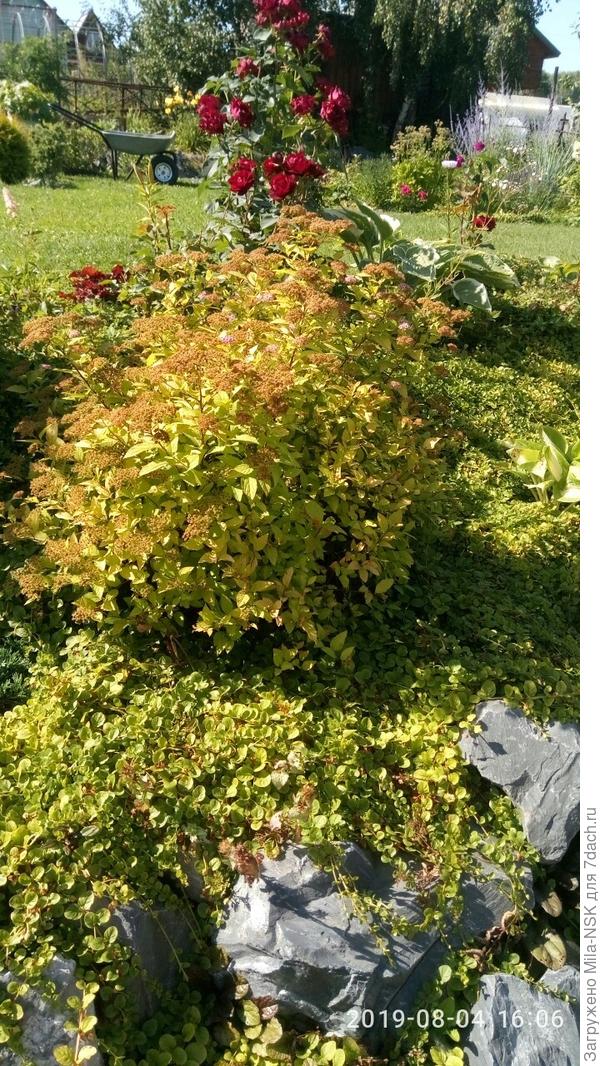 Спирея Голден принцесс до стрижки-растрепка
