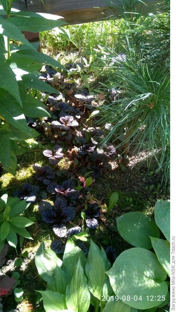 Живучка под кедром