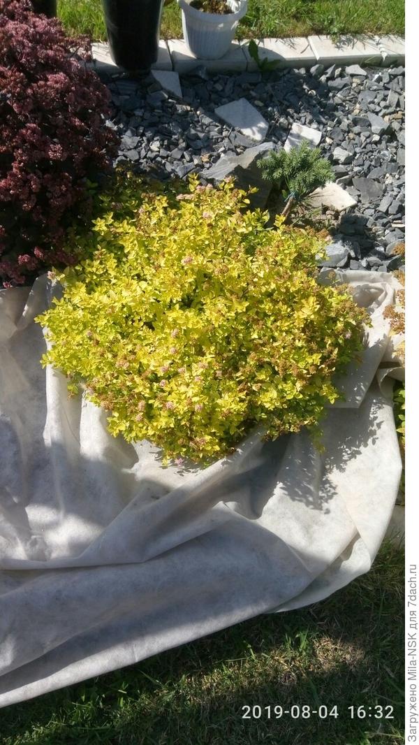 Спирейка Голден карпет ДО