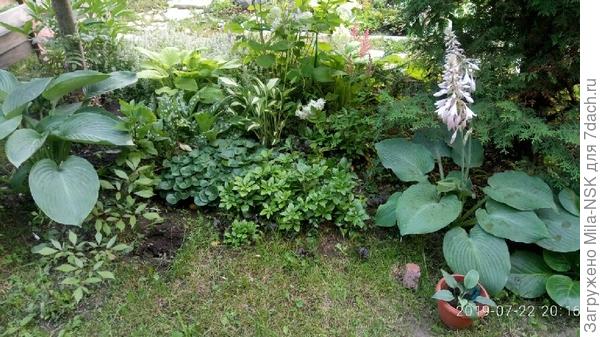 Справа Блю маммос, слева Эмпрес ву