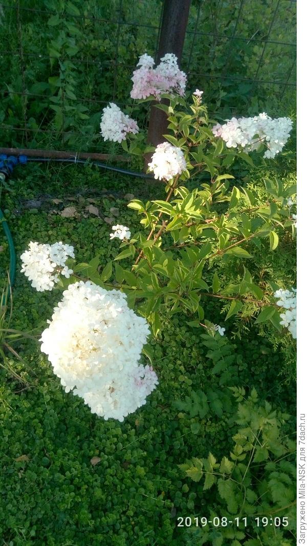 Ваниль фрейзе