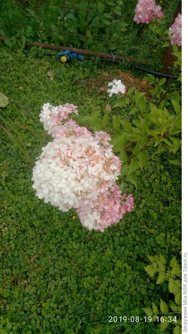 Ваниль фрейзе