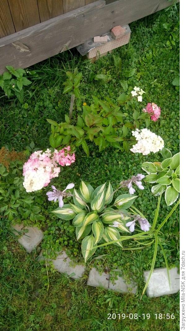 Фрайзе мельба