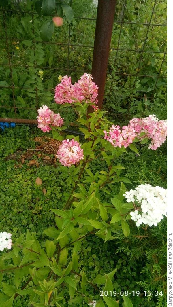 Ваниль фрейзе