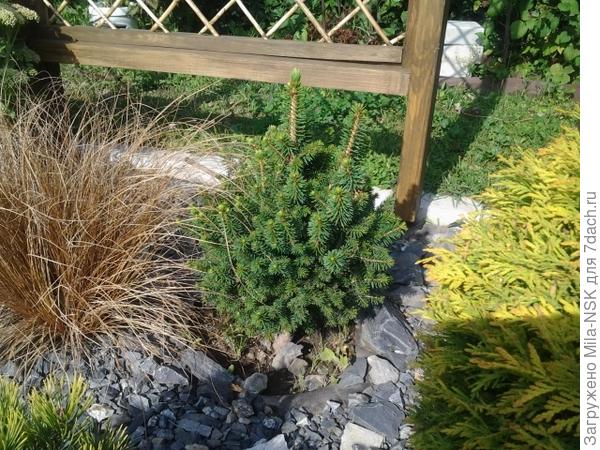 Как звать эту растрепку, не знаю. Потеряла бирку.