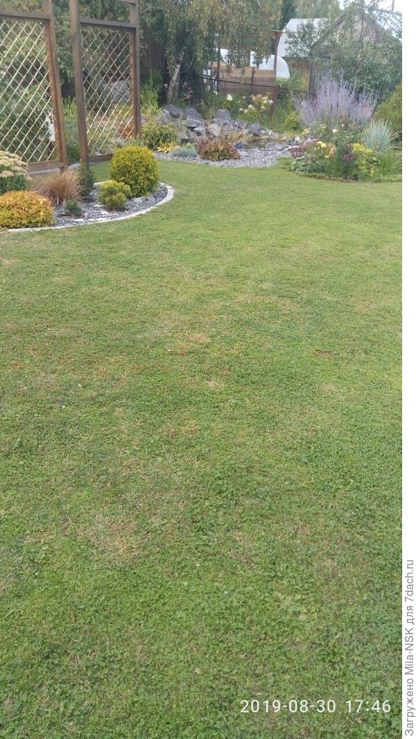 Вот буквально позавчера покосила, а клевер уже опять свои головки поднял.