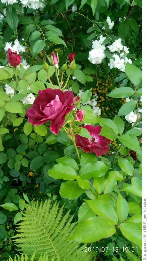 Бургунди айс