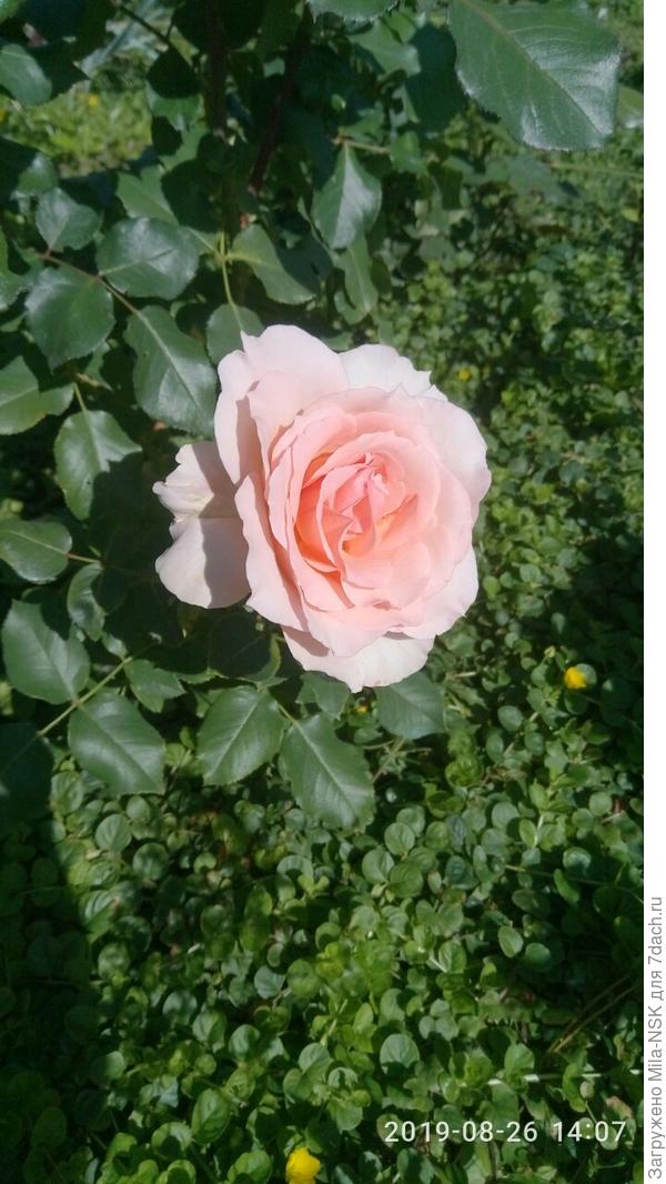 Иоганн Штраус