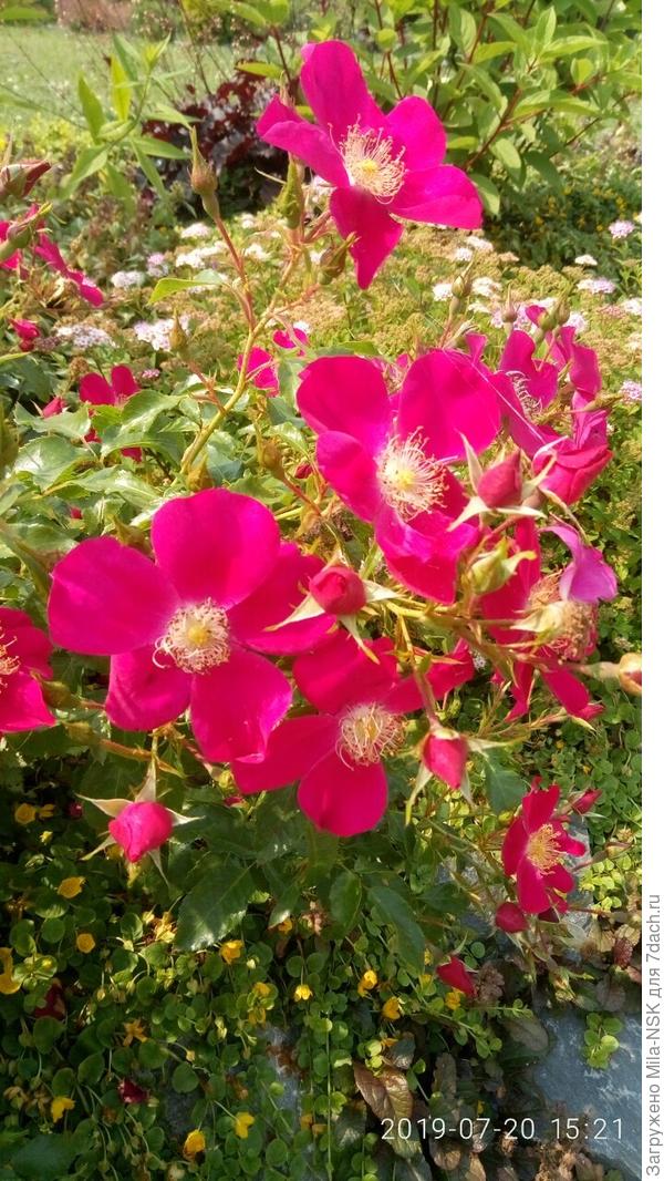 Пурпл хейниз