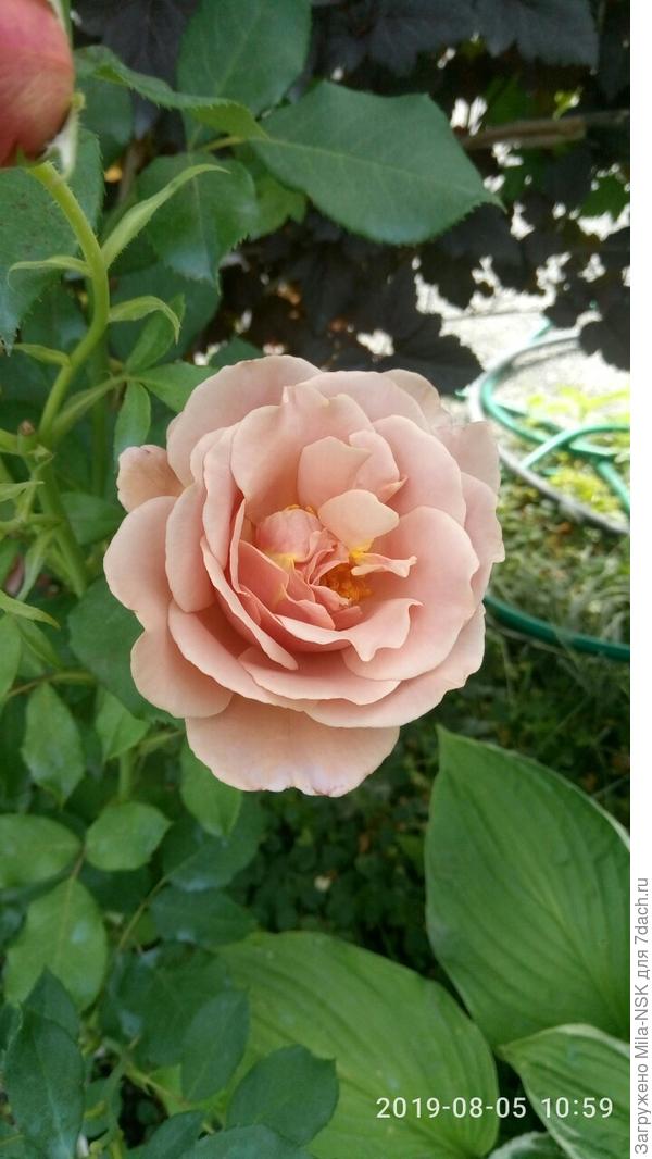 Королева моего цветника-Коко Локо