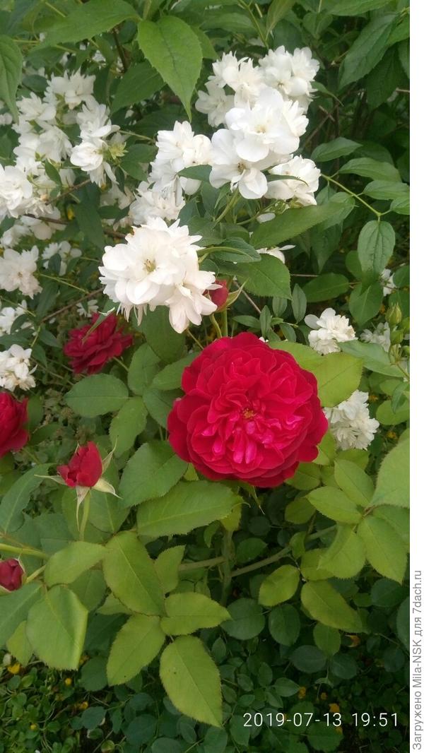 Дарси базель