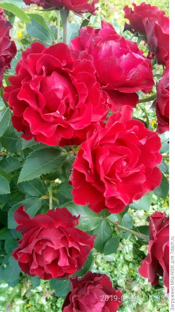 Хайнц Винклер