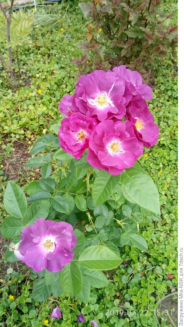 Рапсоди ин блю