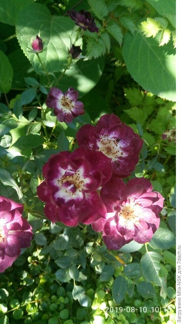 Деймонд эйс