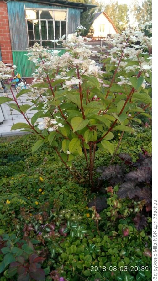 Вимс Ред в августе 2018