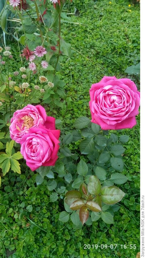 Центер роял