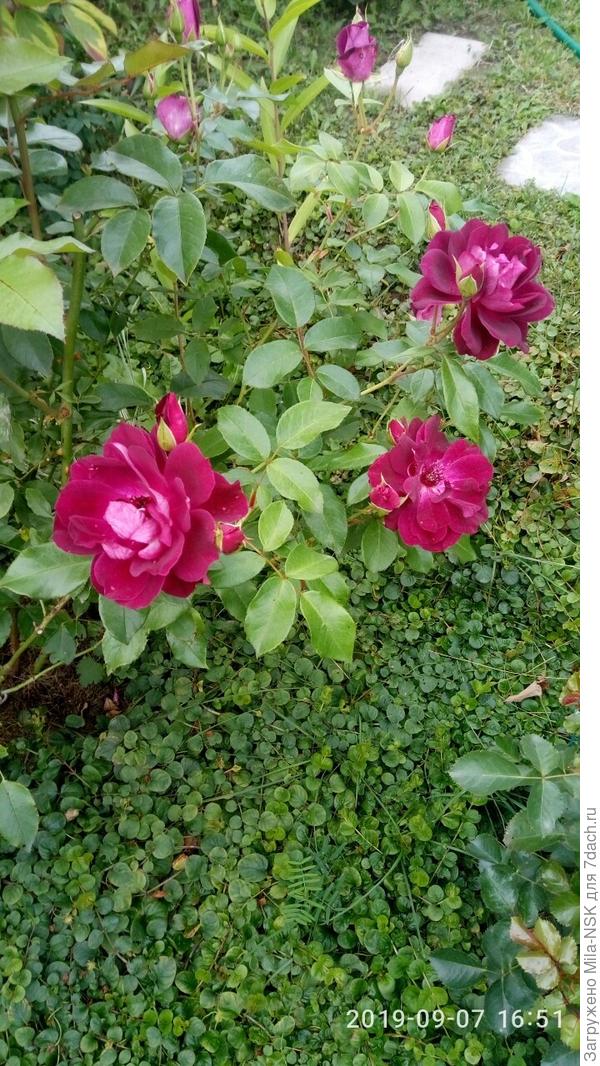 Бургунди айс