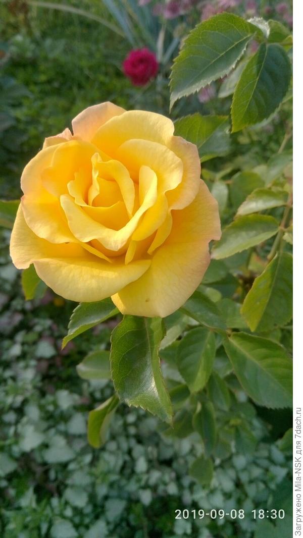 Латина... летом чисто белая, а сейчас появился румянец на щечках.