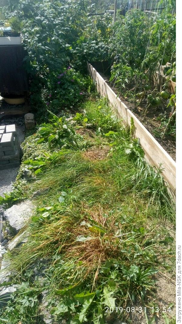 Вот такой она была еще неделю назад