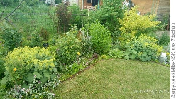 Манжетка по краю розария