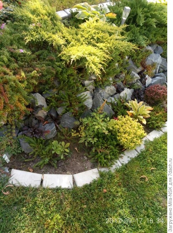 Это (желтенький) в 2017 г, спустя 3 года. В прошлом и нынешнем году я его обрезала уже несколько раз