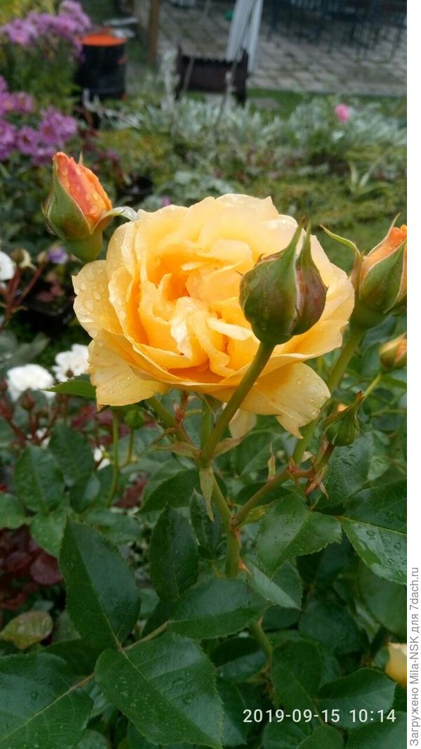 он же поближе