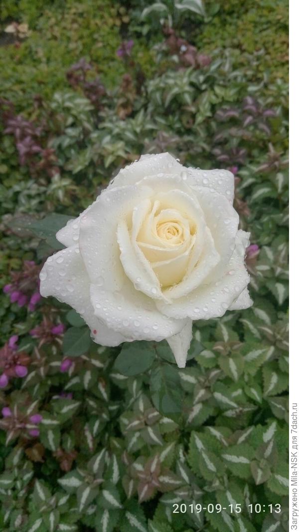 Масай умылся утренним дождем и ждет солнышка