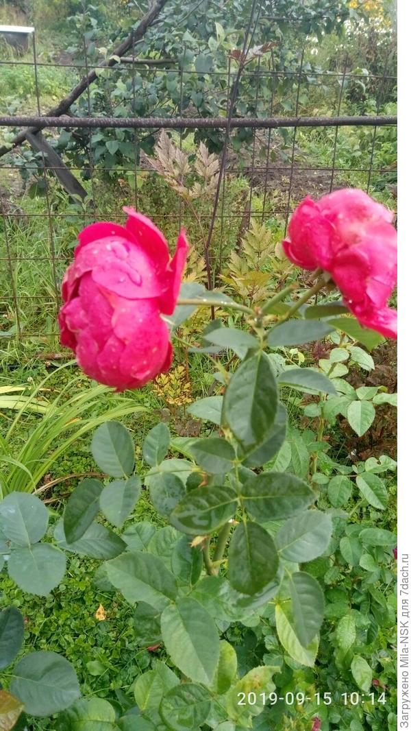 "Развод и девичья фамилия"