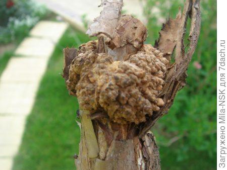 Один к одному, как у моей розы (фото из интернета)